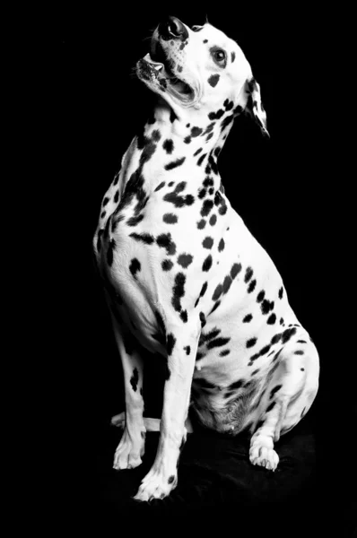 Далматинский щенок Лицензионные Стоковые Фото