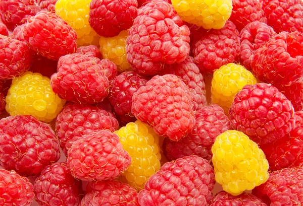 Red and yellow raspberry background — Stock Photo, Image