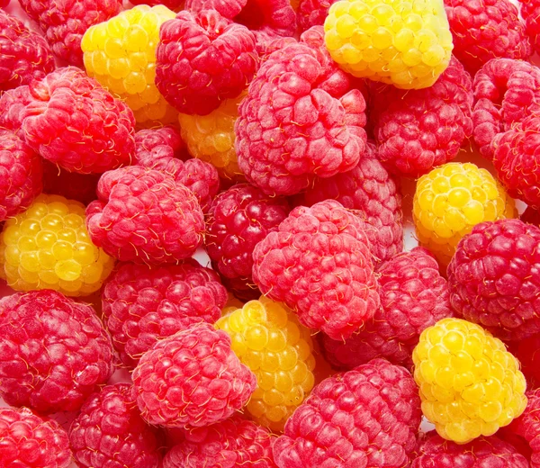 Fresh red and yellow raspberry background — Stock Photo, Image