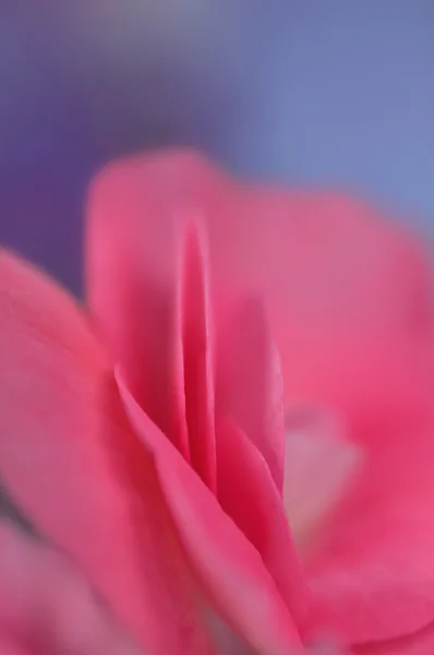 stock image Flowers close up