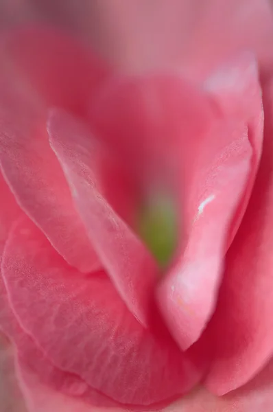 Kukat lähikuva — kuvapankkivalokuva
