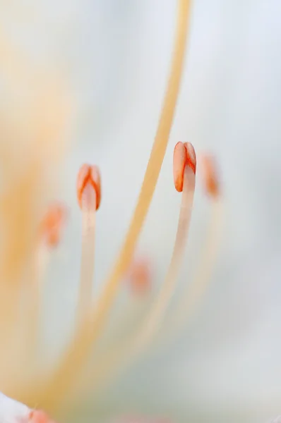 Flowers close up — Stock Photo, Image