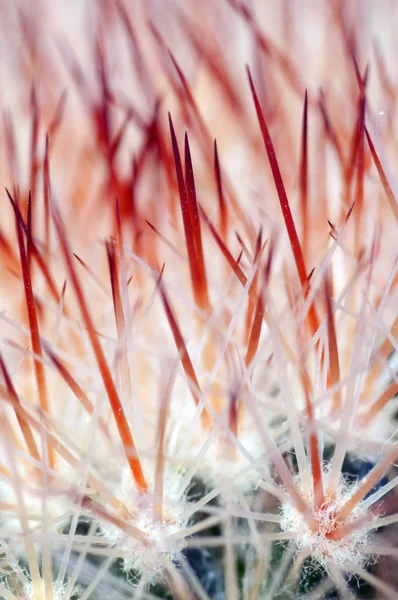 stock image Flowers close up