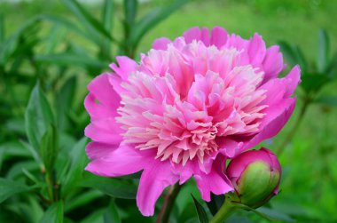 Flower pink peony (Paeonia). clipart