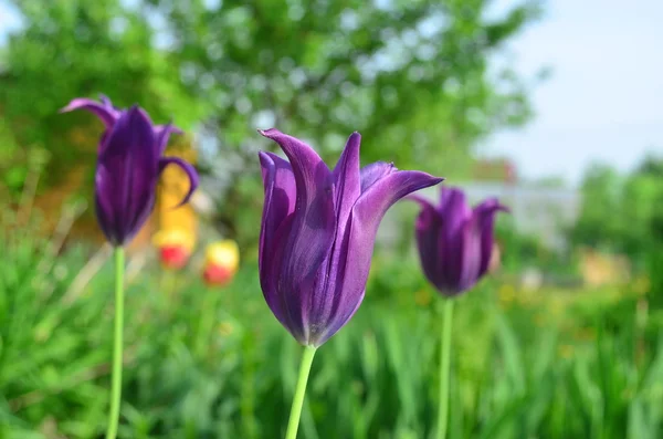 Purple lily tulip. (Latin. Túlipa) — 图库照片