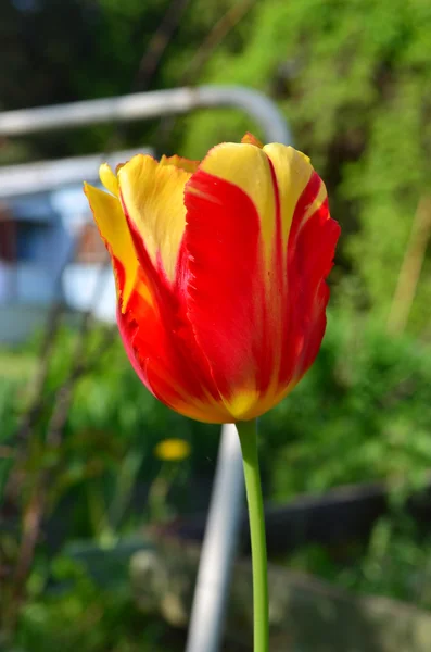 Bunte rote und gelbe Tulpe — Stockfoto