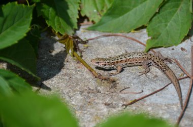 kum kertenkele - lacerta agilis.