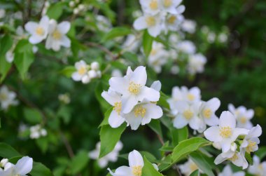 White flowers mock oranges clipart