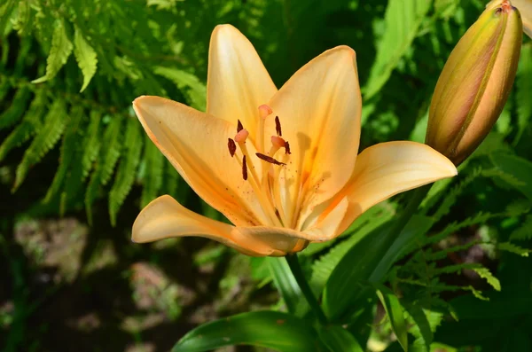 Thajské lilie na lůžku v zahradě. — Stock fotografie
