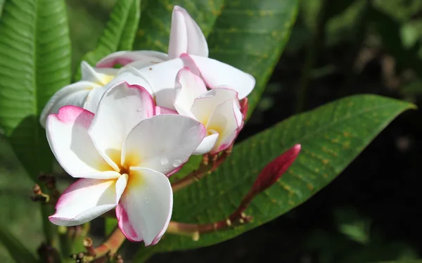 Fioritura di fiori tropicali — Foto Stock