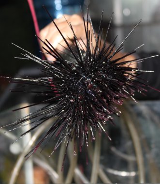 Delicacy of sea urchins clipart