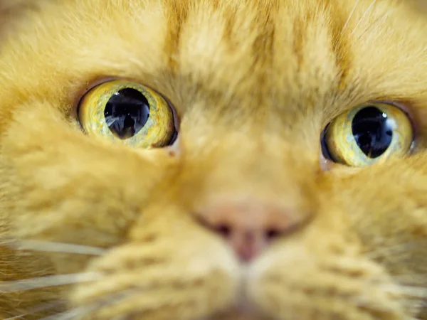 Garfield cat — Stock Photo, Image