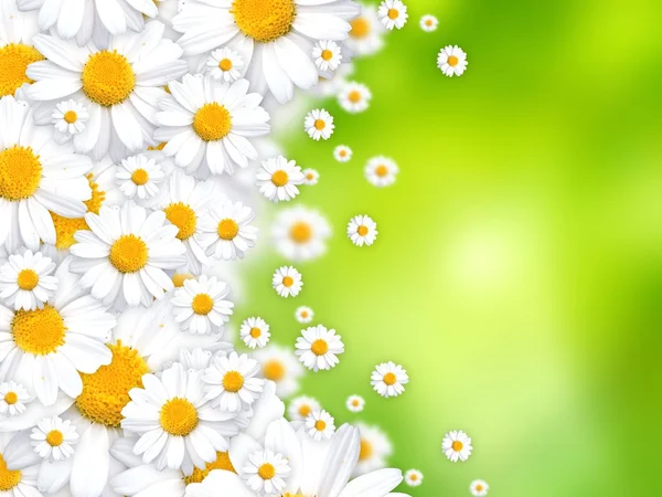 Весенние цветы красивый фон — стоковое фото