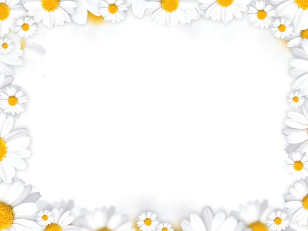 Madeliefjebloemen frame achtergrond — Stockfoto