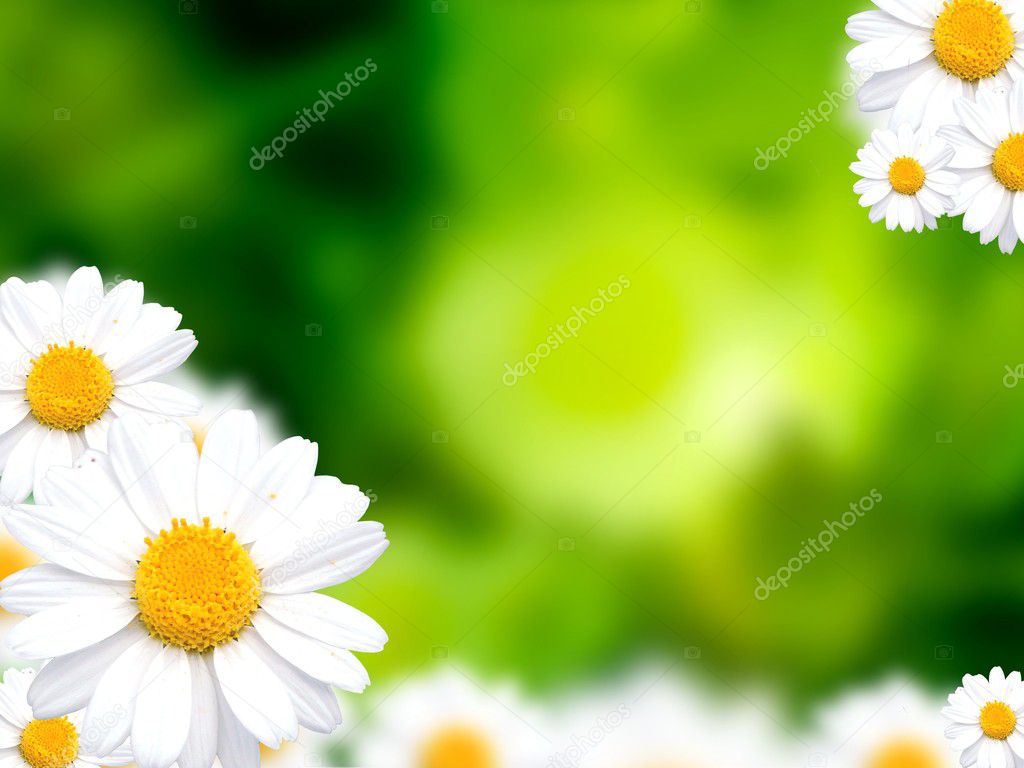Green grass background with daisy flowers