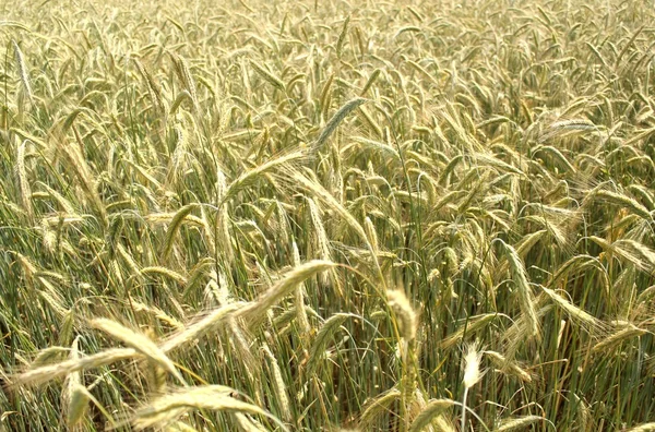 Grain rye wheat field background — Stock Photo, Image