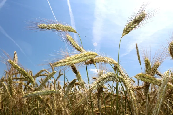 领域的黑麦和蓝色的天空 — 图库照片