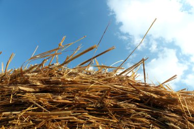 Straw hay and blue sky clipart