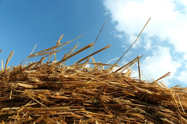Straw hay and blue sky — Stock Photo, Image