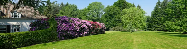 stock image Rhododendrons in a park