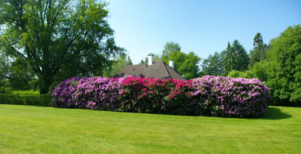 stock image Rhododendrons in a park