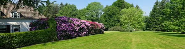 Rhododendrons in a park Stock Picture