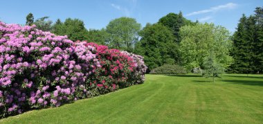 Rhododendrons in a park clipart