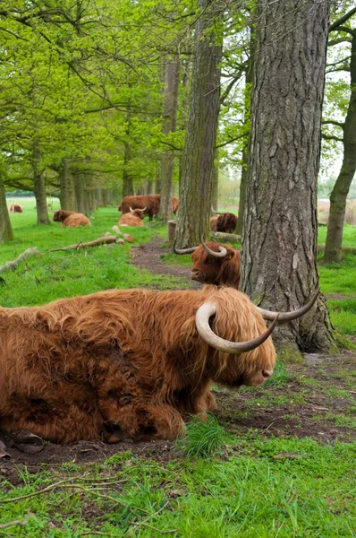 苏格兰母牛 — 图库照片