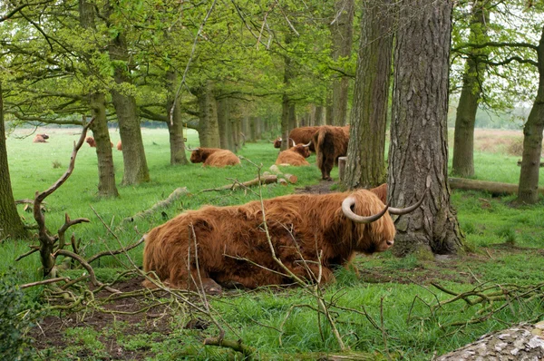 スコットランドの牛 — ストック写真