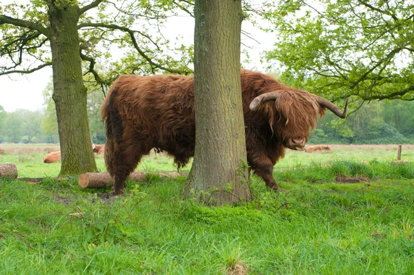 Шотландський корова — стокове фото