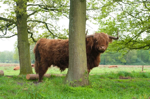 Scottish cow — Stock Photo, Image
