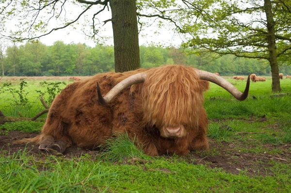 Schottische Kuh — Stockfoto