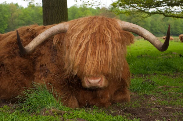 Krowa Szkocka — Zdjęcie stockowe