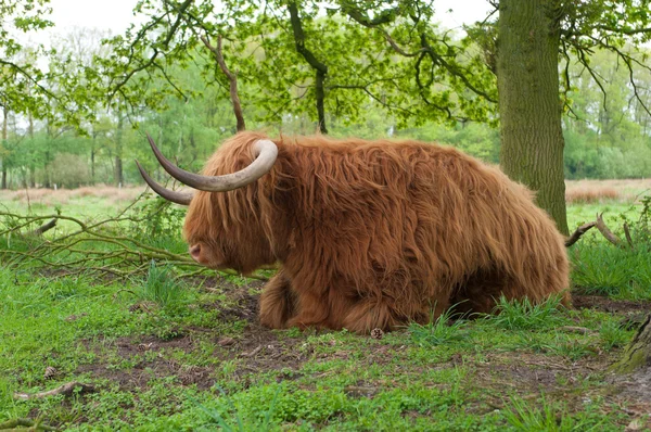 Vaca escocesa — Fotografia de Stock