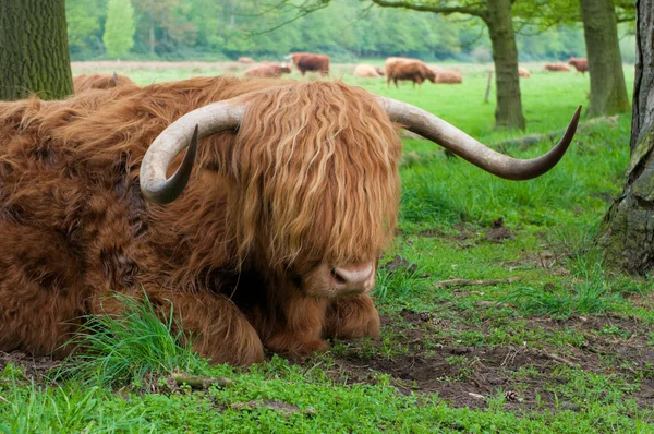 Skotský kráva — Stock fotografie