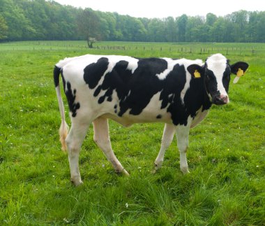 Frisian cow clipart