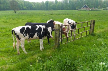 Frisian cows clipart