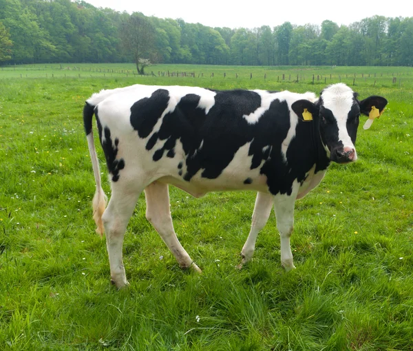 Фризька корова — стокове фото