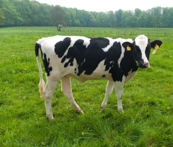 Frisian cow
