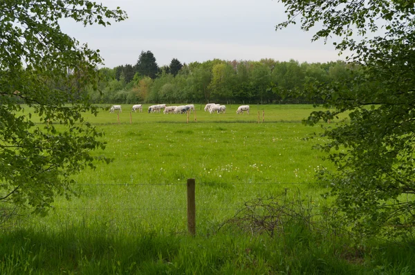 stock image Cows in meadow