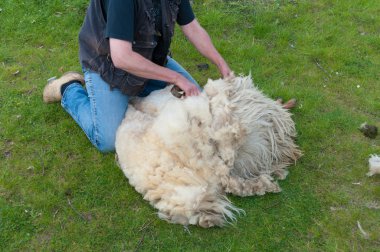 Cutting sheep clipart