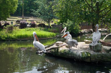 Pelicans in zoo clipart