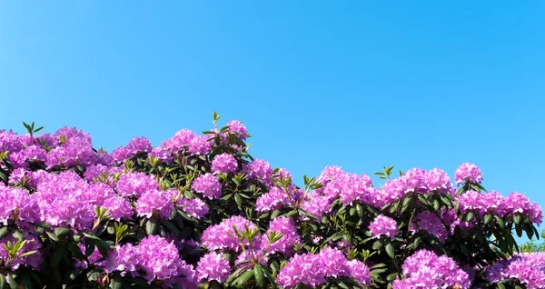 Фіолетовий рододендрон — стокове фото