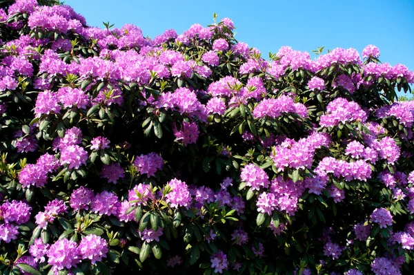 Roter Rhododendron — Stockfoto