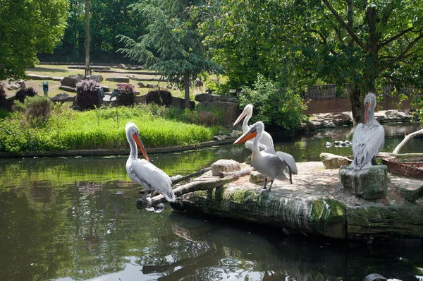 stock image Pelicans in zoo