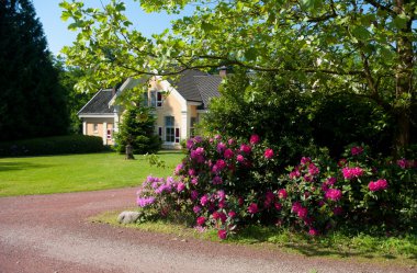 Rhododendrons in a park clipart