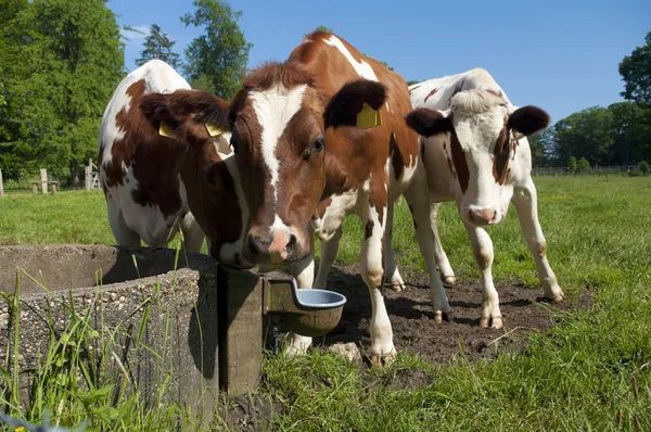 Vacas frisias rojas — Foto de Stock