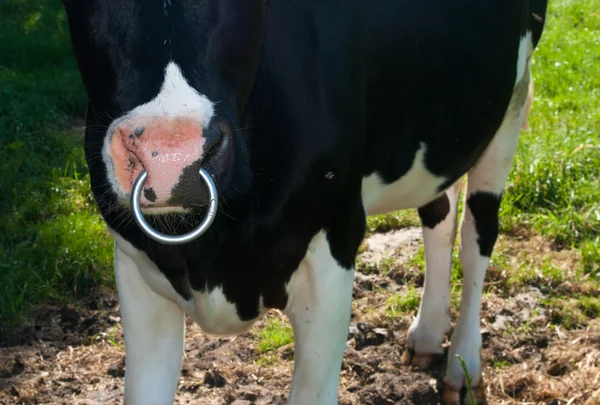 Vaca com anel no nariz — Fotografia de Stock