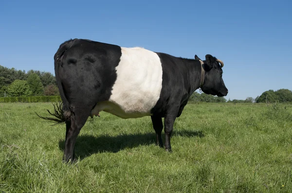 Лакенвелдерская корова — стоковое фото