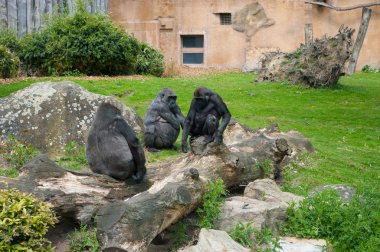 Gorilla family in zoo clipart